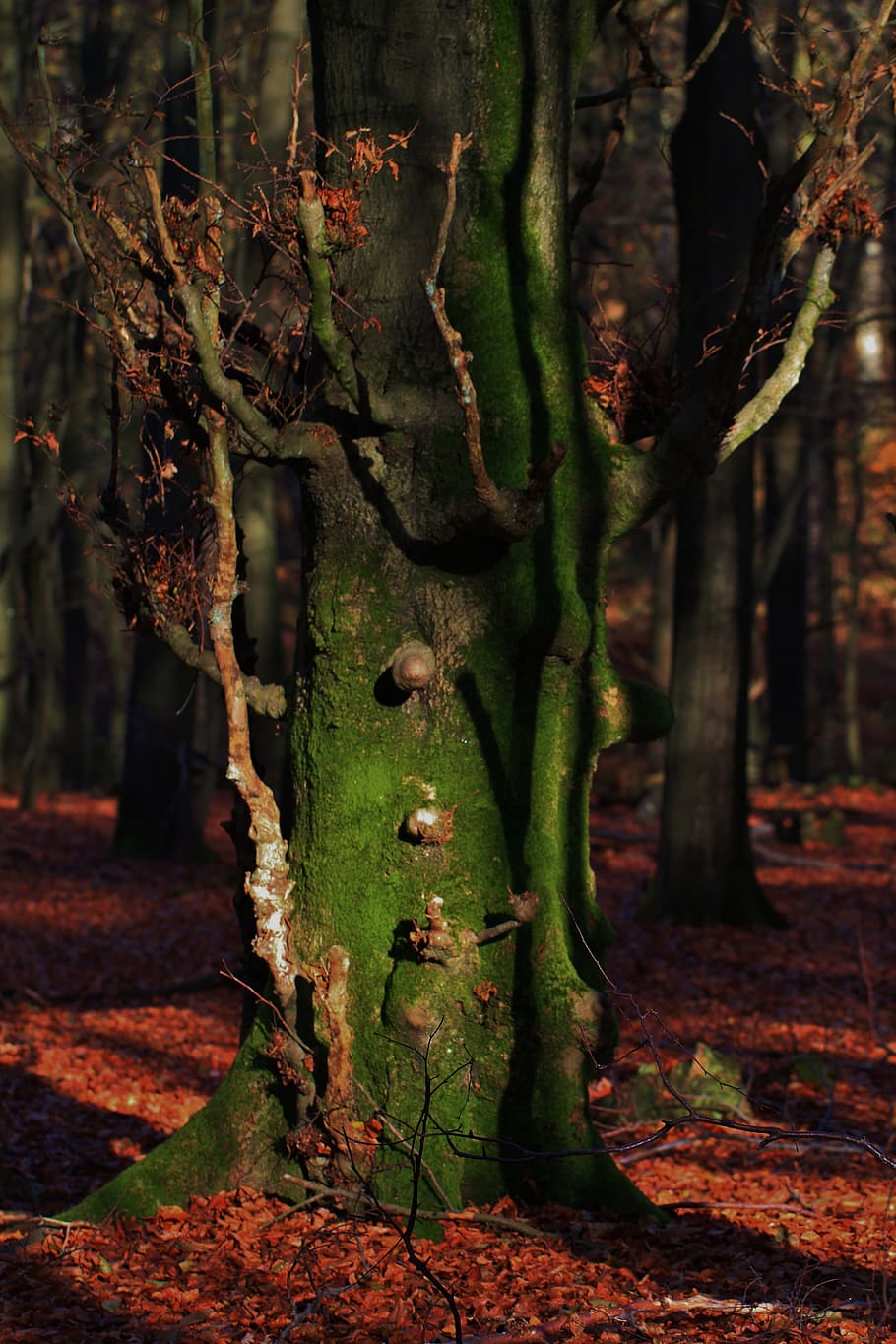 Baum, Log, Borke, Natur, Herbst, Bäume, Blätter, Wald, Herbstwald, Licht, lichtspiel, Sonnenlicht, Schatten, ästhetisch, Geäst, Pflanze, Moos, Mooswachstum, keine Leute, Tag, Wachstum, draußen, Land, Schönheit in der Natur, Baumstamm, Kofferraum, Ruhe, Pflanzenteil, Blatt, grüne Farbe, Fokus auf den Vordergrund, Feld, selektiver Fokus, 4K