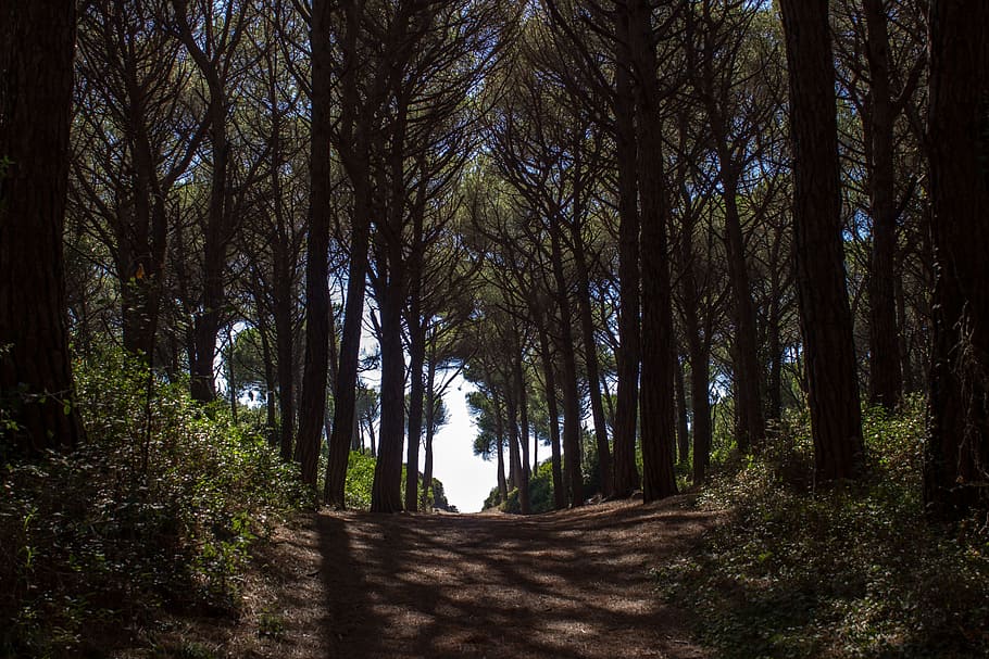 pinjeskov, væk, sti, passage, skov sti, Skov, natur, landskab, træer, Italien, Cecina, træ, udendørs, scenics, grøn farve, blad, plante, jord, vækst, ro, skønhed i naturen, træstamme, bagagerum, rolig scene, ikke-urbane scene, dag, ingen mennesker, retning, vejen frem, scenics - natur, sollys, smuds, 5K