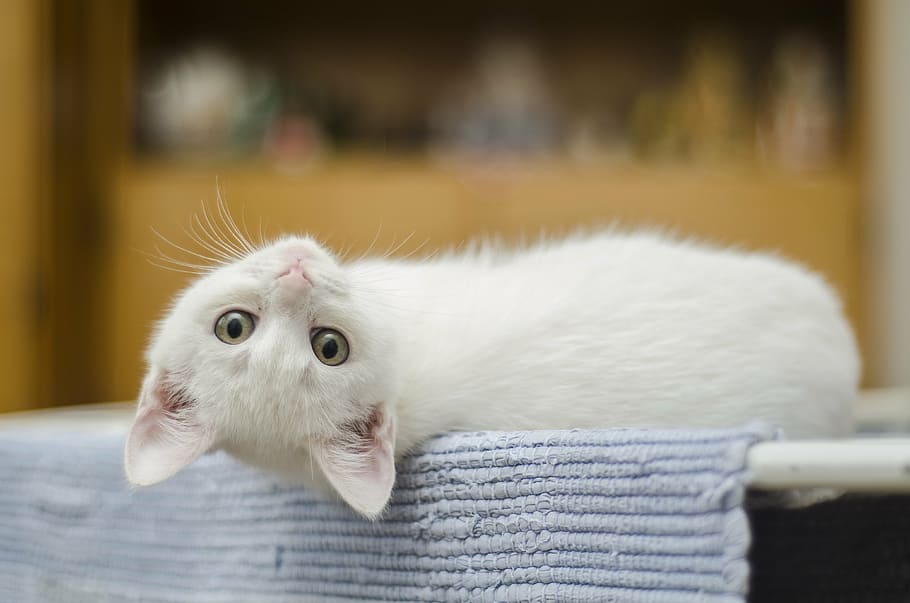 hvid, killing, tilbagelænet, blå, tæppe, nuttet, kat, indenlandske, sød kat, feline, whiskers, sød, kæledyr, hvid farve, husdyr, et dyr, dyre temaer, indenlandske kat, tæt på, indendørs, dag, pattedyr, dyr, fokus på forgrunden, hvirveldyr, lempelse, kigger på kameraet, portræt, bakkenbart, ingen mennesker, dyr hoved, perser kat, 4K