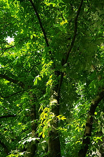 kastanye, buckeye, pohon, ranting, buckeye, pohon, estetis, dedaunan, hijau, rosskastanie biasa, rosskastanie umum, rosskastanie putih, aesculus hippocastanum, warna hijau, alam, pertumbuhan, daun, menanam, bagian tanaman, keindahan di alam, tidak ada orang, hutan, hari, dedaunan yang subur, di luar rumah, tanah, ketenangan, cabang, sinar matahari, tampilan sudut rendah, kanopi pohon, tanaman bambu, hutan hujan, 5K, CC0, domain publik, bebas royalti