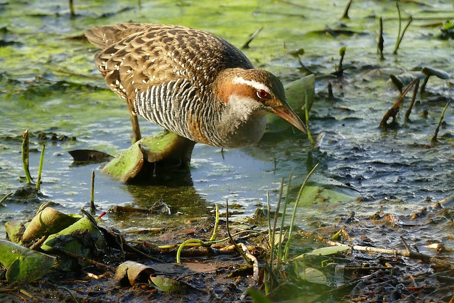 buff, bandejat, rail, fauna animal, animals a la natura, ocell, temes d'animals, aigua, vertebrats, animal, llac, un animal, naturalesa, dia, cap gent, ànec, ocell aquàtic, ànec real, aus de corral, animal femení, davant del mar, a la vora del llac, bec, beure, 5K