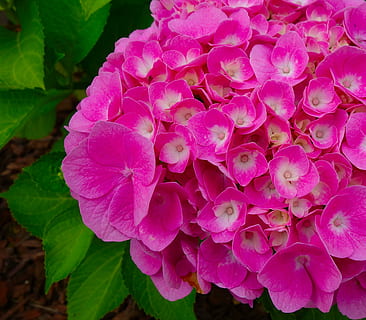 buket bunga merah muda, hydrangea, mekar, berkembang, bunga, alam, musim panas, menanam, bunga hydrangea, taman, berwarna merah muda, tanaman hias, hal berkembang, semak hias, bunga musim panas, indah, cantik, Taman bunga, tanaman berbunga, keindahan di alam, warna merah jambu, kesegaran, daun bunga, kerapuhan, kerentanan, merapatkan, pertumbuhan, kepala bunga, daun, bagian tanaman, tidak ada orang, hari, botani, musim semi, ungu, 2K, CC0, domain publik, bebas royalti