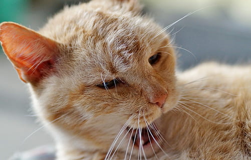 kat, sovende, tomcat, rødhårede, hvile, søvn, ikke at vågne, hjem, kæledyr, forstyr ikke, træt af, siesta, rekreation, vågen, Vågn op, gabe, råbe, pattedyr, dyre temaer, et dyr, indenlandske, dyr, husdyr, indenlandske kat, feline, bakkenbart, tæt på, dyr kropsdel, hvirveldyr, ingen mennesker, fokus på forgrunden, ungt dyr, dyr hoved, leder, dyrehår, dyr øje, ingefær kat, lille, dyre mund, 5K, CC0, offentligt domæne, royaltyfrie