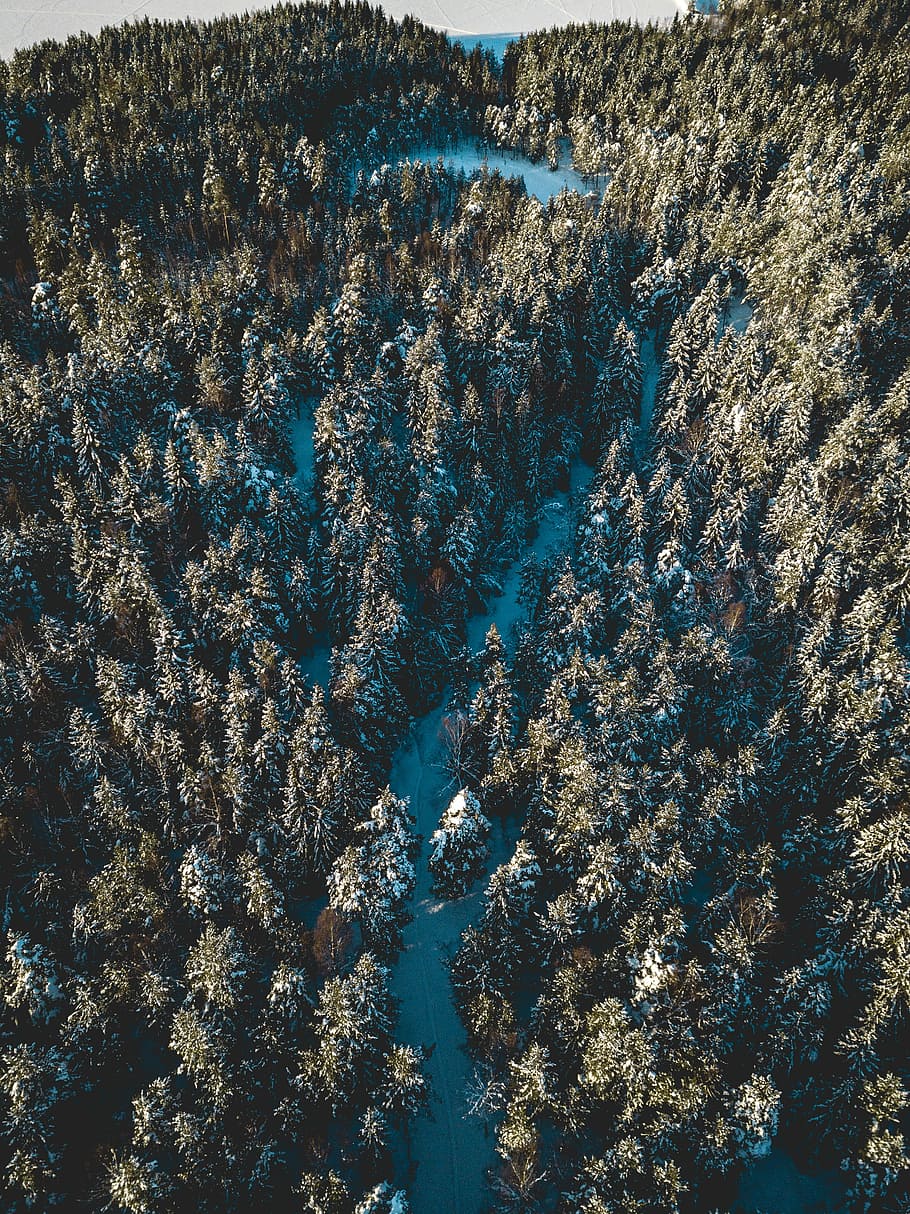 aèria, vista, verd, arbres, alt, fotografia d'angle, pinetree, durant el dia, arbre, bosc, hivern, drone, bellesa a la natura, planta, cap gent, dia, creixement, naturalesa, tranquil·litat, vista d’angle alt, llum solar, escenics - natura, a l'aire lliure, escena tranquil·la, terra, fons, aigua, marc complet, neu, arbre de coníferes, 4K