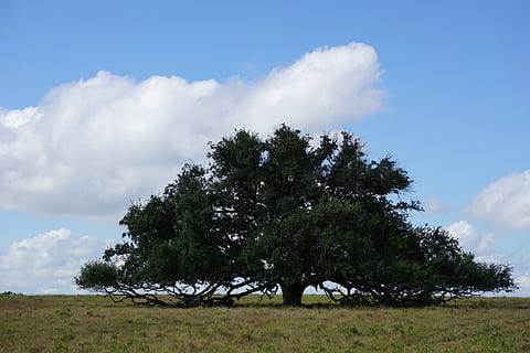 roure, cel blau, arbre, naturalesa, cel, blau, a l'aire lliure, escena rural, paisatge, herba, escenics, núvol - cel, prat, camp, estiu, dia, cap gent, planta, terra, creixement, tranquil·litat, escenics - natura, escena tranquil·la, medi ambient, bellesa a la natura, escena no urbana, color verd, 5K, CC0, domini públic, lliure de regalies