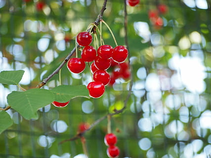 rot, Kirschen, Obst, Kirsche, Lebensmittel, Natur, Baum, rote Früchte, Bestäubung, Blume, Frühling, Frühlingsblumen, Pflanze, grüne Farbe, Hellrot, Grün, Italien, gesundes Essen, Blatt, Essen und Trinken, Pflanzenteil, Wachstum, Frische, Fokus auf den Vordergrund, Nahansicht, hängend, Beerenfrucht, keine Leute, Tag, reif, draußen, Rote Johannisbeere, Kirschbaum, 4K, CC0, gemeinfrei, lizenzfrei