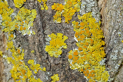 Baum, Befall, schließen, Makro, Stamm, Pilz, Gelb, Rau, verwittert, texturiert, Nahansicht, Flechte, keine Leute, Pflanze, Kofferraum, Baumstamm, Tag, Wachstum, Vollbild, Pflanzenrinde, Muster, Hintergründe, draußen, Wandbau - Funktion, Moos, 5K, CC0, gemeinfrei, lizenzfrei
