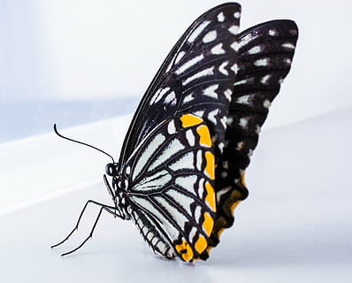 closeup, photography, black, white, butterfly, surface, insect, butterfly - Insect, nature, animal, animal Wing, close-up, beauty In Nature, macro, fragility, multi Colored, invertebrate, animal themes, animal wildlife, animals in the wild, one animal, white background, no people, studio shot, animal markings, pattern, animal body part, indoors, natural pattern, 4K, CC0, public domain, royalty free