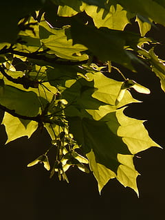 maple, maple leaf, leaf, tree, green, veins, norway maple, acer platanoides, needle leaf maple, sun, light, illuminate, maple fruit, fliegerle, rotation, column fruit, helicopter, seeds, plant part, plant, nature, sunlight, no people, growth, beauty in nature, close-up, shadow, green color, outdoors, day, branch, leaves, yellow, freshness, autumn, 2K, CC0, public domain, royalty free