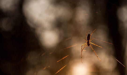 spider, spider web, sun, trees, dawn, insects, light, nature, animal themes, animal, insect, one animal, invertebrate, close-up, animal wildlife, no people, arachnid, arthropod, focus on foreground, animals in the wild, outdoors, animal body part, selective focus, illuminated, animal leg, black color, 4K, CC0, public domain, royalty free