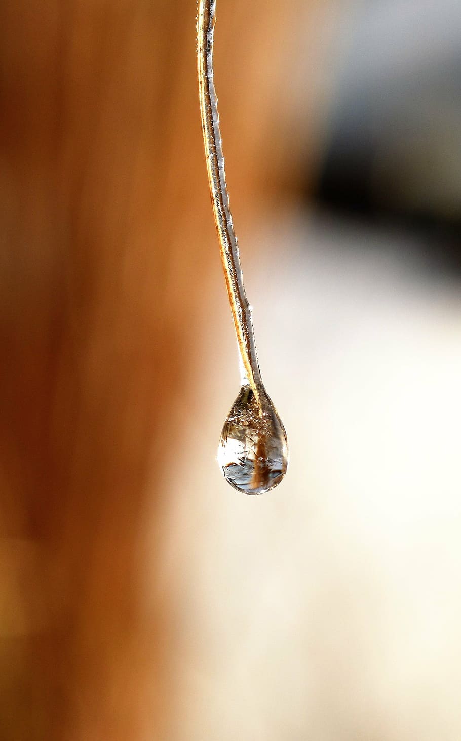degoteig, rosada, gota de rosada, full, herba, gota d’aigua, tardor, morgentau, tancar, aigua, planta, desglaç, joieria, luxe, anell de diamants, cap gent, primer pla, joia preciosa, a l'interior, platí, dia, centrar-se en primer pla, enfocament selectiu, riquesa, sol objecte, diamant - pedres precioses, penjant, naturalesa, collaret, llum solar, natura morta, anell, hivern, temperatura de fred, accessori personal, 2K