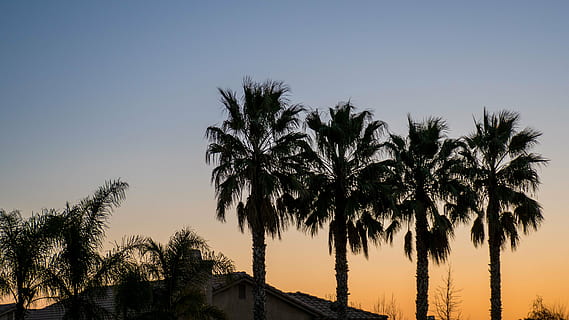 silhouette photo, palm trees, palm, coconut, tree, nature, outdoor, sky, sunset, silhouette, palm tree, no people, outdoors, clear sky, day, tropical climate, plant, beauty in nature, date palm tree, growth, scenics - nature, low angle view, tranquil scene, tranquility, copy space, coconut palm tree, tropical tree, 4K, CC0, public domain, royalty free