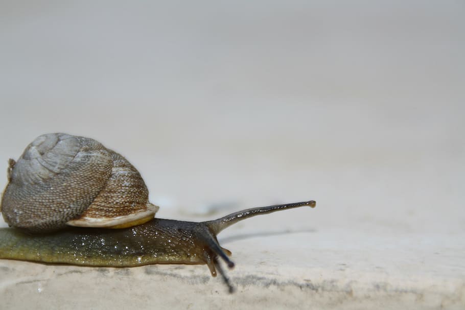 cargol, lent, en moviment, shell, viscós, invertebrat, gasteròpode, mol·lusc, enganxós, mucositat, slug, slithery, plaga, infestar, espiral, escargot, antenes, vida salvatge, eco, temes d'animals, un animal, animal, fauna animal, animals a la natura, primer pla, antena animal, part del cos dels animals, avorriment, cap gent, closca d’animals, naturalesa, rastreig, còpia espai, dia, nivell superficial, 4K
