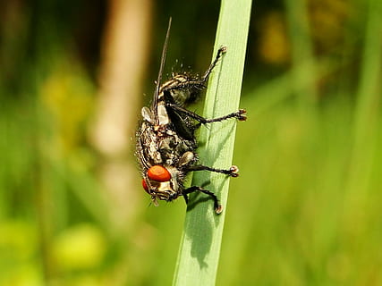macro photography, gray, flying, insect, sawf.y, bug, fly, leaf, invertebrate, animal wildlife, animal themes, animals in the wild, animal, one animal, plant, focus on foreground, close-up, green color, nature, day, animal wing, no people, outdoors, grass, blade of grass, 2K, CC0, public domain, royalty free