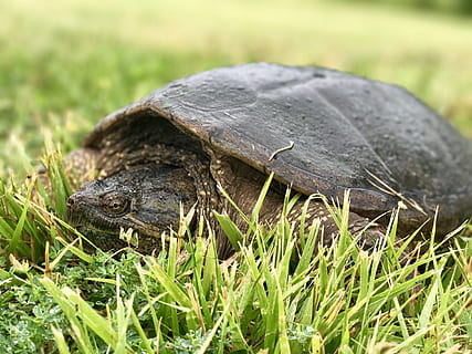 græs, snapping turtle, skildpadde i græs, skildpadde, dyr, krybdyr, natur, dyreliv, dyreskal, dyr og kæledyr, dyr i naturen, hvirveldyr, et dyr, dyre temaer, plante, ingen mennesker, tæt på, skal, selektiv fokusering, skildpadde skal, grøn farve, Mark, udendørs, dyr hoved, 4K, CC0, offentligt domæne, royaltyfrie