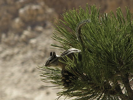 chipmunk, saltare, nessuno, natura, giorno, all'aperto, avvicinamento, acqua, pianta, animali allo stato selvatico, animale, fauna selvatica, temi animali, albero, uccello, vertebrato, un animale, crescita, colore verde, concentrarsi sulle conoscenze acquisite, Pino, bellezza nella natura, luce del sole, albero di conifere, ago - parte vegetale, 1080P, CC0, dominio pubblico, privo di copyright