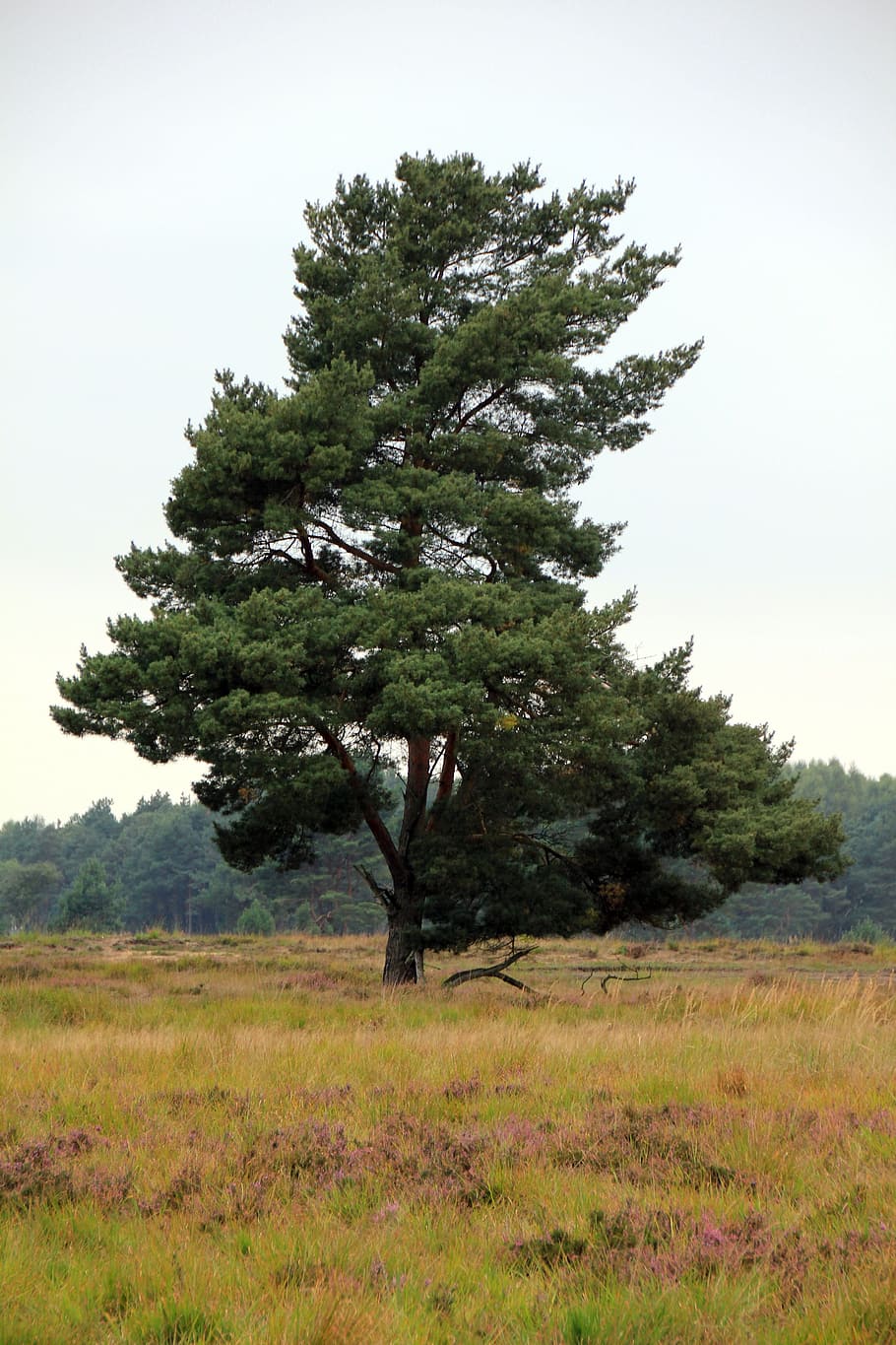 arbre, paisatge, senne, herba, naturalesa, cap gent, dia, planta, cel, terra, creixement, camp, tranquil·litat, medi ambient, cel clar, bellesa a la natura, escena tranquil·la, escenics - natura, color verd, escena no urbana, a l'aire lliure, 5K