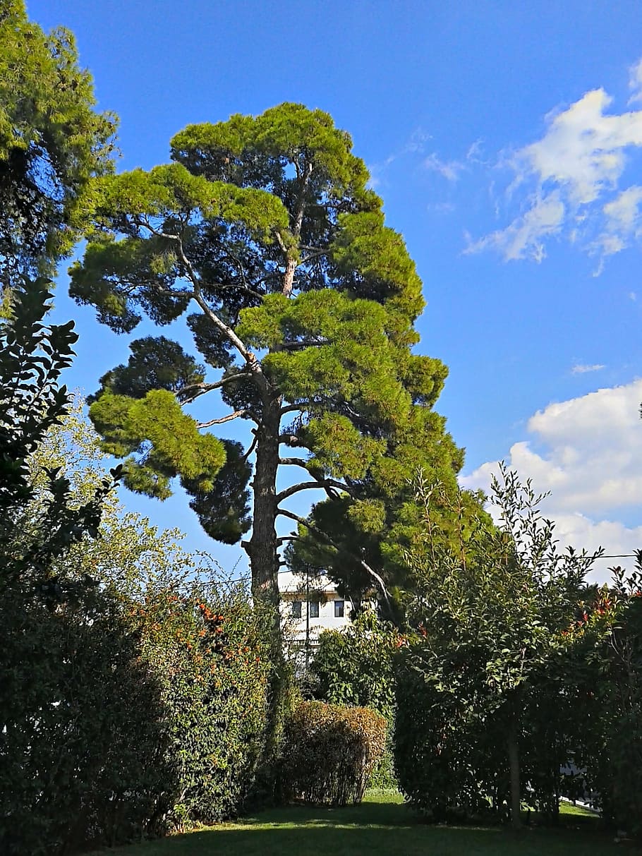Pino, alberi, alberi alti, verde, foresta, cielo blu, all'aperto, alberi verdi, al di fuori, albero, natura, pianta, cielo, crescita, bellezza nella natura, nessuno, colore verde, giorno, la tranquillità, nuvola - cielo, luce del sole, Inquadratura dal basso, scena tranquilla, scenics - natura, parco, idilliaco, blu, terra, 2K