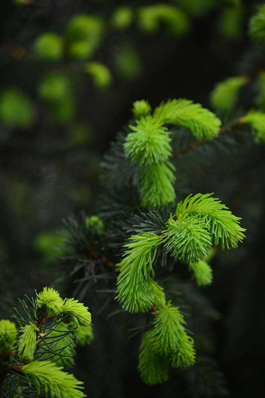 pi, brot, bosc, Hongria, creixement, planta, color verd, bellesa a la natura, centrar-se en primer pla, cap gent, naturalesa, primer pla, dia, part de la planta, full, tranquil·litat, arbre, a l'aire lliure, enfocament selectiu, fragilitat, vulnerabilitat, botànica, frescor, arbre de coníferes, 4K