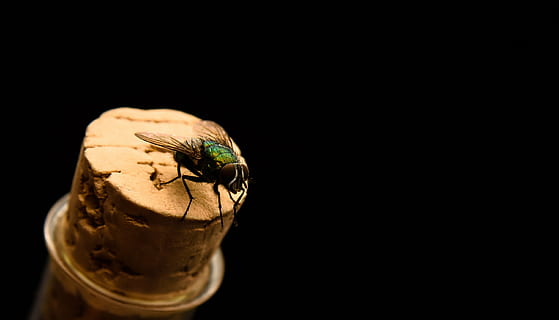 fly, insect, macro, close, flight insect, animal, animal themes, animal wildlife, black background, one animal, copy space, invertebrate, studio shot, animals in the wild, indoors, no people, close-up, drink, alcohol, refreshment, housefly, animal wing, high angle view, small, 2K, CC0, public domain, royalty free