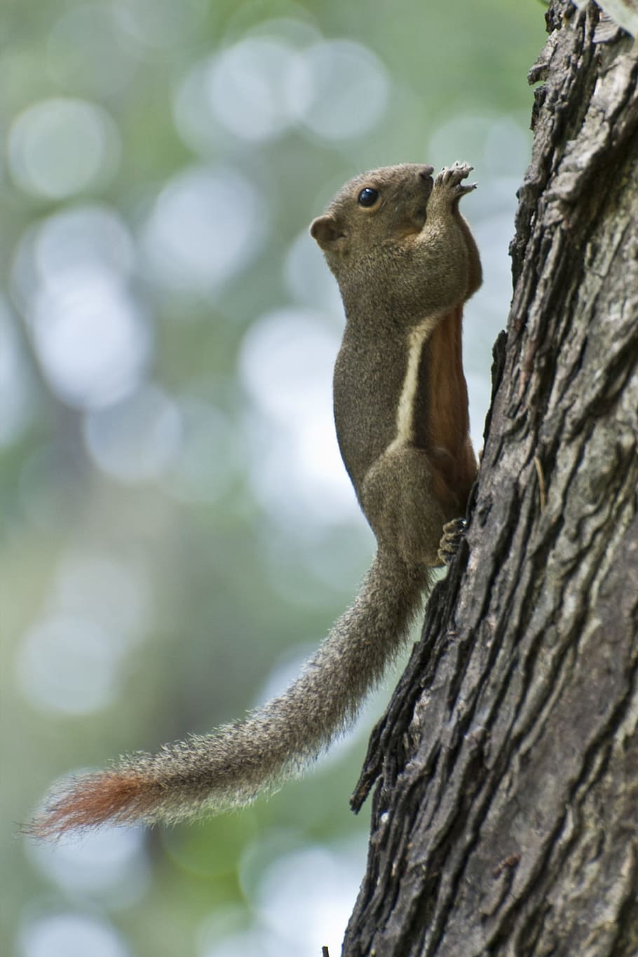 esquirol variable, penang, Malàisia, esquirol, bosc, alimentació, animal, mamífer, naturalesa, salvatge, vida salvatge, fauna, bonic, pell, parc, jungla, esponjós, temes d'animals, fauna animal, arbre, un animal, animals a la natura, vertebrats, tronc de l'arbre, tronc, planta, centrar-se en primer pla, cap gent, rosegador, branca, dia, primer pla, a l'aire lliure, picot, 1080P