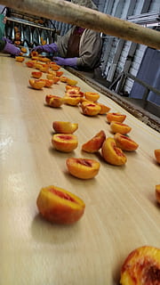 zpracovává se, broskve, kámen, ovoce, dozrávají, zralý, chmýří, Příroda, samet, vyrobit, jídlo, konzervace, proces, Zakonzervované ovoce, konzervy, pásový dopravník, dopravník, jídlo a pití, svěžest, uvnitř, v řadě, příprava, stůl, sladké jídlo, pečený, stálý život, požitek, selektivní zaměření, uspořádání, pečící papír, připraven jíst, nikdo, připravování jídla, vysoký úhel pohledu, objednat, kuchyně, pokušení, zásobník, 5K, CC0, veřejná doména, bez autorských práv