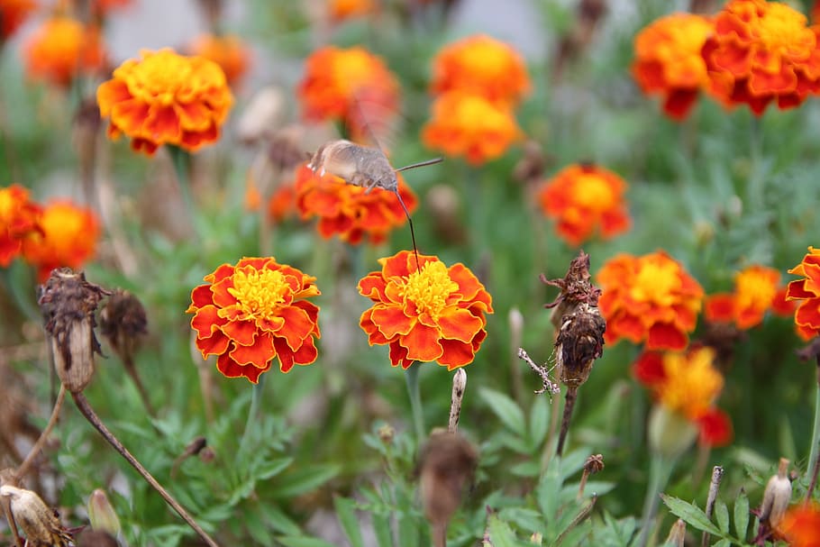 fiori, foresta, montagna, insetto, autunno, natura, prato, giardino, falena, sfinge, fiore, pianta fiorita, pianta, freschezza, bellezza nella natura, fragilità, petalo, vulnerabilità, avvicinamento, crescita, testa di fiore, fauna selvatica, temi animali, invertebrato, concentrarsi sulle conoscenze acquisite, colore arancione, infiorescenza, animale, nessuno, farfalla - insetto, impollinazione, ala animale, all'aperto, 2K