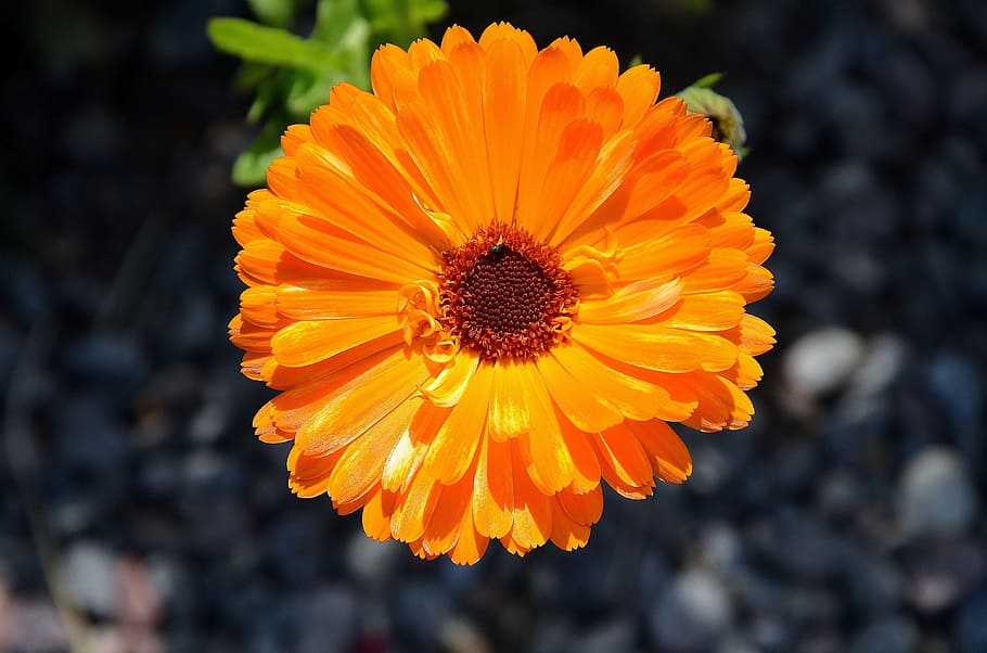 gerbera, flor, primavera, germini, afecte, fragància, taronja, romàntic, naturalesa, colorit, macro, florir, bellesa, posta de sol, margarida, pètal, groc, primer pla, planta, gerbera daisy, estiu, cap de flor, bellesa a la natura, flor única, fragilitat, color taronja, planta amb flors, frescor, inflorescència, creixement, vulnerabilitat, pol·len, cap gent, centrar-se en primer pla, a l'aire lliure, 4K