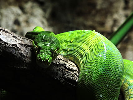 slange, grøn træ python, reptil, skala, krybdyr, vægt, grøn slange, et dyr, dyreliv, dyr i naturen, dyre temaer, grøn farve, natur, dyr, hvirveldyr, tæt på, ingen mennesker, fokus på forgrunden, træ, dag, afdeling, dyr kropsdel, udendørs, træ - materiale, plante, Zoo, dyre skala, dyr hoved, giftig, 4K, CC0, offentligt domæne, royaltyfrie
