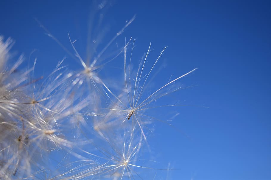 llavors voladores, vent, cel, facilitat, licitació, volar, blau, llavors, tancar, planta, naturalesa, multiplicació, conduir, dent de lleó, flor, fragilitat, llavor de dent de lleó, bellesa a la natura, vulnerabilitat, planta amb flors, primer pla, cap gent, frescor, tranquil·litat, llavor, còpia espai, a l'aire lliure, suavitat, Color blanc, primavera, fons blau, cap de flor, 5K