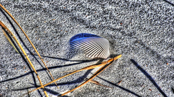 shell, strand, strand, sand, skal, strand, sand, tæt på, makro, ingen mennesker, et dyr, dyre temaer, dyr i naturen, dag, høj vinkel visning, natur, jord, sollys, dyr, skygge, udendørs, fjer, selektiv fokusering, naturligt mønster, mønster, sti, dyreliv, blødhed, 1080P, CC0, offentligt domæne, royaltyfrie