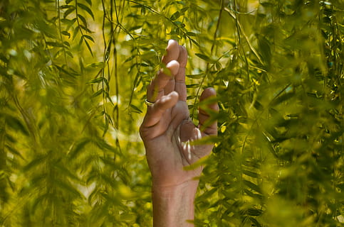 Person, halten, Grün, Blattpflanzen, Pflanze, Hand, Blatt, Ring, erreichen, menschliches Körperteil, eine Person, menschliche Hand, Körperteil, Natur, grüne Farbe, Tag, Wachstum, Baum, draußen, Pflanzenteil, Land, Nahansicht, menschliches Glied, nicht erkennbare Person, menschlicher Arm, Finger, Arme erhoben, 4K, CC0, gemeinfrei, lizenzfrei