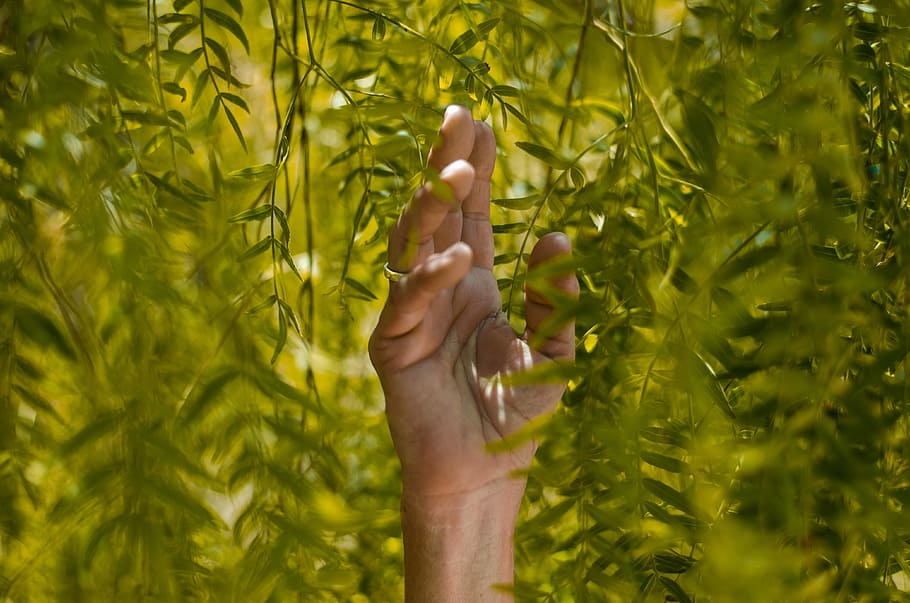 Person, halten, Grün, Blattpflanzen, Pflanze, Hand, Blatt, Ring, erreichen, menschliches Körperteil, eine Person, menschliche Hand, Körperteil, Natur, grüne Farbe, Tag, Wachstum, Baum, draußen, Pflanzenteil, Land, Nahansicht, menschliches Glied, nicht erkennbare Person, menschlicher Arm, Finger, Arme erhoben, 4K