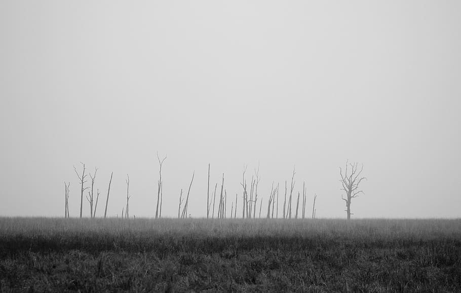gris, arbres, pastures, escala de grisos, nua, arbre, arbre mort, estèril, eery, blanc i negre, camp, paisatge, a l'aire lliure, medi ambient, rural, monocroma, boira, terra, herba, planta, còpia espai, cel, tranquil·litat, cap gent, naturalesa, escenics - natura, escena tranquil·la, dia, bellesa a la natura, horitzó, 4K