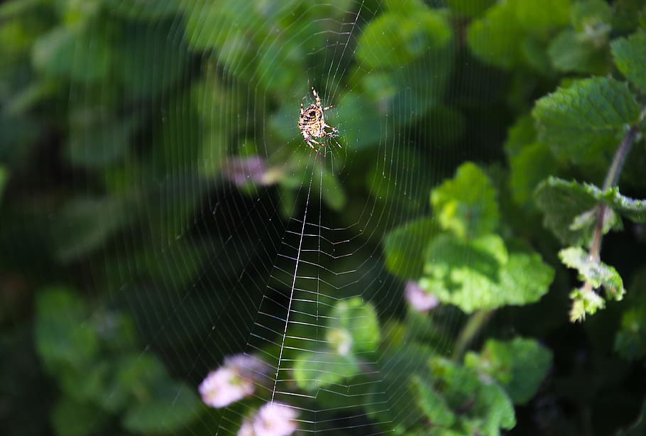 Spinne, Netz, Natur, Insekt, Design, Spinnennetz, Makro, gruslig, Falle, Muster, natürlich, Spinnentier, Netzwerk, Faden, Morgen, Fehler, Grün, die Seide, Sommer-, Tierthemen, Zerbrechlichkeit, Tier, Gliederfüßer, Tiere in freier Wildbahn, wirbellos, Nahansicht, ein Tier, Tierwelt, Fokus auf den Vordergrund, Verletzlichkeit, keine Leute, Tierkörperteil, Überleben, Tag, draußen, Tierbein, Komplexität, 4K