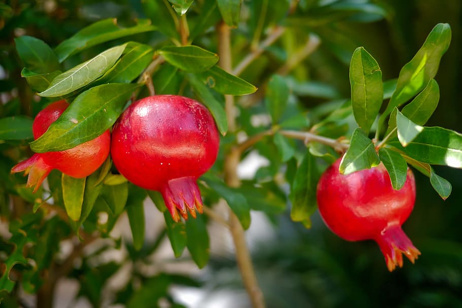 Granatapfelfrüchte, Obst, Blatt, Lebensmittel, Baum, Natur, Garten, Granatapfel, Pflanze, rot, Essen und Trinken, Frische, Wachstum, gesundes Essen, Nahansicht, grüne Farbe, Pflanzenteil, Wohlbefinden, Fokus auf den Vordergrund, Schönheit in der Natur, keine Leute, Tag, reif, 2K