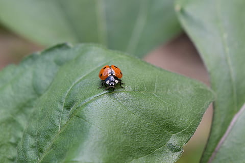 coccinella, scarafaggio, foglia di coccinella, siebenpunkt, portafortuna, insetto, macro, invertebrato, un animale, animale, temi animali, fauna selvatica, animali allo stato selvatico, colore verde, parte vegetale, avvicinamento, foglia, messa a fuoco selettiva, giorno, pianta, natura, concentrarsi sulle conoscenze acquisite, nessuno, all'aperto, piccolo, 5K, CC0, dominio pubblico, privo di copyright