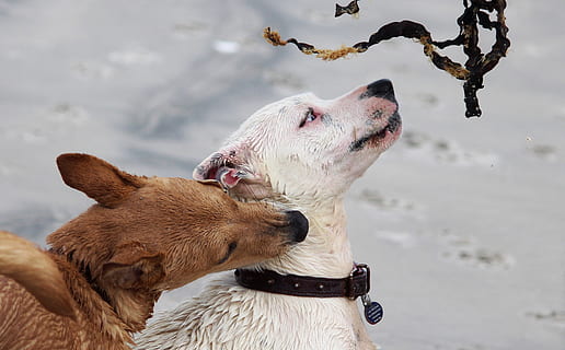 köpekler, copları, oyun, ısırmak, boğuşma, plaj, Evcil Hayvan, burun, portre, hayvan temaları, memeli, yerli, Evcil Hayvanlar, hayvan, köpek, hayvan grubu, iki hayvan, omurgalı, ön plana odaklanmak, insansız, beraberlik, yaka, gün, evcil hayvan tasması, doğa, açık havada, hayvan başı, 2K, CC0, kamu malı, telif ücretsiz