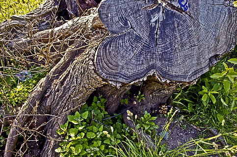 trerot, gress, sol, anlegg, tre, natur, dag, stamme, ingen folk, nærbilde, land, plante del, trestamme, vekst, strukturert, bark, utendørs, tre - materiale, tømmer, skog, blad, høy vinkel visning, død plante, 4K, CC0, offentlig domene, opphavsrett gratis