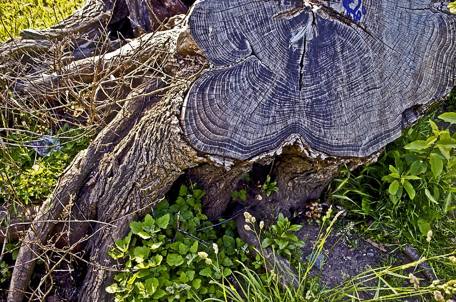 Baumwurzel, Gras, Sonne, Pflanze, Baum, Natur, Tag, Kofferraum, keine Leute, Nahansicht, Land, Pflanzenteil, Baumstamm, Wachstum, texturiert, Borke, draußen, Holz - Material, Bauholz, Wald, Blatt, High Angle View, Holz, tote Pflanze, 4K