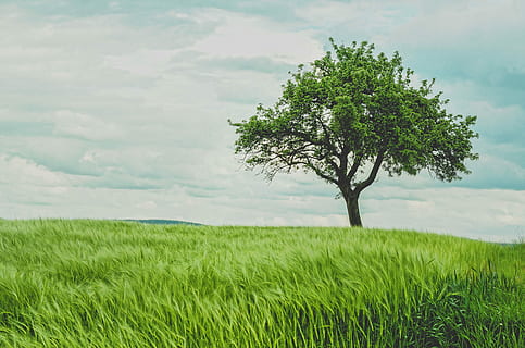 grønn, leaved trees, hvit, skyet, himmel, trær, natur, gress, tre, grønn farge, landskap, eng, sommer, utendørs, felt, blå, landlige scene, scenics, anlegg, sky - himmel, landskaper, ingen folk, horisont, land, vekst, skjønnhet i naturen, miljø, ro, naturskjønnhet - natur, rolig scene, dag, enkelt tre, isolert, 4K, CC0, offentlig domene, opphavsrett gratis