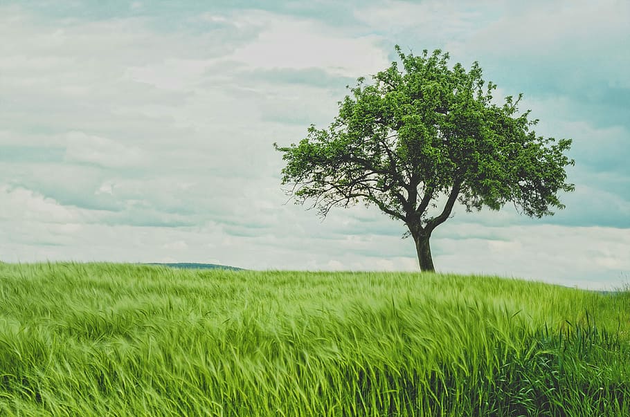 grøn, leaved træer, hvid, overskyet, himmel, træer, natur, græs, træ, grøn farve, landskab, eng, sommer, udendørs, Mark, blå, landlige scene, scenics, plante, sky - himmel, landskaber, ingen mennesker, horisont, jord, vækst, skønhed i naturen, miljø, ro, scenics - natur, rolig scene, dag, enkelt træ, isolerede, 4K
