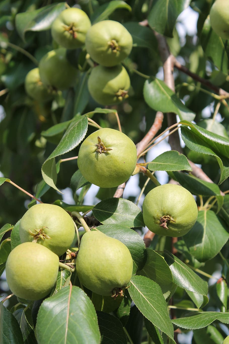 peres, pera, verds, arbre, fulles, verd, naturalesa, fruita, color verd, alimentació saludable, full, creixement, part de la planta, menjar i beguda, menjar, planta, primer pla, frescor, dia, cap gent, benestar, centrar-se en primer pla, bellesa a la natura, branca, arbre fruiter, a l'aire lliure, 2K