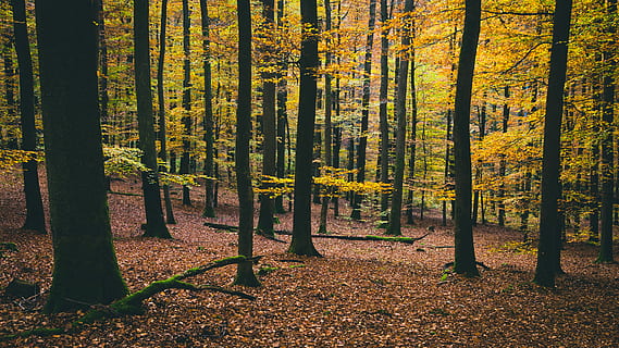 arbres amb fulles grogues, mig del bosc, bosc, tronc, arbre, naturalesa, fusta, fullatge, tardor, full, caure, fulla daurada, Forrest, terra, planta, bellesa a la natura, tronc de l'arbre, canvi, creixement, escenics - natura, part de la planta, escena tranquil·la, tranquil·litat, escena no urbana, paisatge, medi ambient, cap gent, pi, arbre de coníferes, bosc de pi, a l'aire lliure, col·lecció de tardor, 5K, CC0, domini públic, lliure de regalies