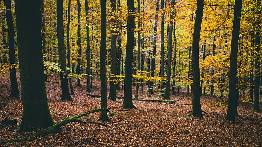 arbres amb fulles grogues, mig del bosc, bosc, tronc, arbre, naturalesa, fusta, fullatge, tardor, full, caure, fulla daurada, Forrest, terra, planta, bellesa a la natura, tronc de l'arbre, canvi, creixement, escenics - natura, part de la planta, escena tranquil·la, tranquil·litat, escena no urbana, paisatge, medi ambient, cap gent, pi, arbre de coníferes, bosc de pi, a l'aire lliure, col·lecció de tardor, 5K