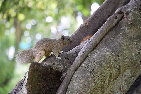 squirrel, park training, ruffled feathers, animal, tree, animal themes, one animal, animal wildlife, mammal, animals in the wild, rodent, plant, focus on foreground, vertebrate, tree trunk, trunk, no people, nature, branch, outdoors, close-up, day, 5K, CC0, public domain, royalty free