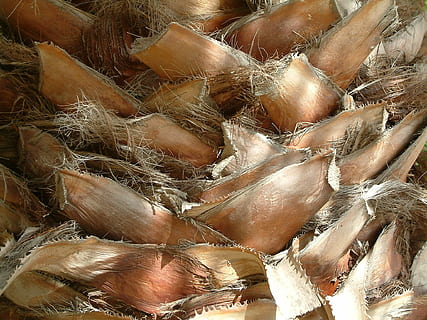 palmier, copac, structură, natură, copac, structura, alimente, a închide, fundaluri, fructe de mare, animal, cadru complet, nici o persoana, în aer liber, model, zi, mancare si bautura, natură moartă, maro, texturată, vedere în unghi mare, textil, agricultură, modelul natural, grup mare de obiecte, plantă, abundenţă, 1080P, CC0, domeniu public, fără drepturi de autor