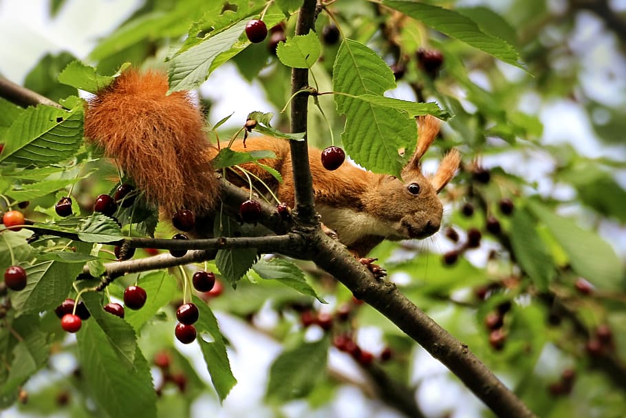 scoiattolo, ciliegie, albero, amarena, estate, natura, pianta, foglia, temi animali, animale, parte vegetale, ramo, colore verde, fauna selvatica, crescita, nessuno, avvicinamento, giorno, concentrarsi sulle conoscenze acquisite, animali allo stato selvatico, cibo e bevande, un animale, cibo, mangiare sano, all'aperto, 2K