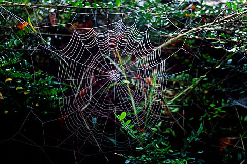 araignée, araignée de roue, réseau, orb web, sombre, foncé, mystique, mystérieux, toile d'araignée, la nature, rosée, laissez tomber, fermer, macro, en plein air, humide, arachnide, personne, se concentrer sur le premier plan, fragilité, vulnérabilité, plante, modèle, journée, complexité, motif naturel, beauté dans la nature, croissance, eau, le web, 5K, CC0, domaine public, libre de droits