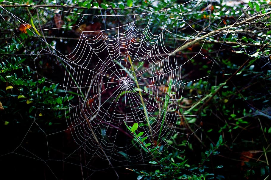 teranyina, aranya de rodes, xarxa, web orb, aranya, trist, fosc, místic, misteriós, naturalesa, rosada, tirar, primer pla, macro, a l'aire lliure, humit, aràcnids, cap gent, centrar-se en primer pla, fragilitat, vulnerabilitat, planta, patró, dia, complexitat, patró natural, bellesa a la natura, creixement, aigua, web, 5K
